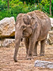 Indian Elephant  hdr