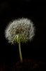 Dandalion with seeds