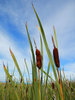 bulrushes