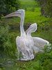 Dalmatian Pelicans
