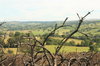 Burned gorse