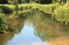 Reed edged pond