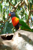 rainbow lorikeet2