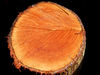 timber textures1
