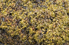 Seaweed