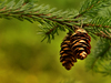 Pinecone