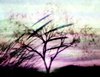 Landscape Collage 5