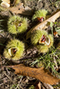 Sweet chestnuts