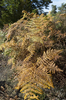 Bracken