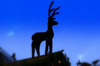Christmas Reindeer