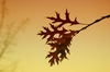 Autumn Morning