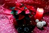 Poinsettia 1