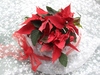 Poinsettia 2