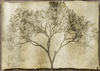 Grunge Tree