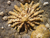 Patella ferruginea