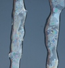 Icecycles close up