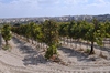 Vineyard