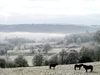 Frosty Morning