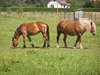 Horses