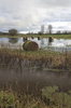 Flooded fields
