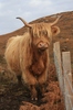 Highland Cow