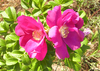 Wild rose
