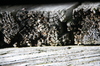 Weathered Wood