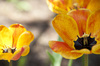 Golden Poppies