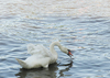 A swan attack