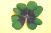 Four-leaf clover