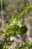 Unfurling Fern