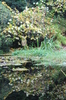 Reflections in a still pond