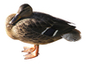 Female duck