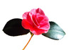 Camelia Japonica