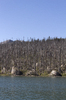 Remains of a forest fire