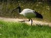 Ibis
