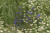 Wild flowers