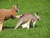 Kangaroos