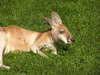 Kangaroo resting