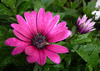 Purple Osteospermum