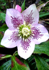 Shades of purple
