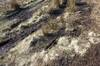 Moorland grasses