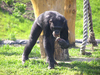 Chimpanzee