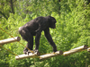 Chimpanzee