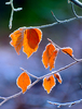 Hoar frost on icy leaves