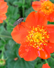 fly on flower