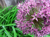 flowering onion