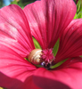 snail in flower