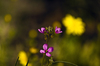 Purple and Yellow