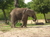 Eating elephant